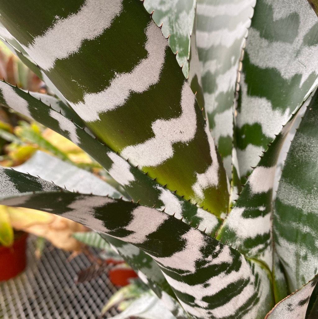 Aechmea chantinii 'Black' (Skotak)