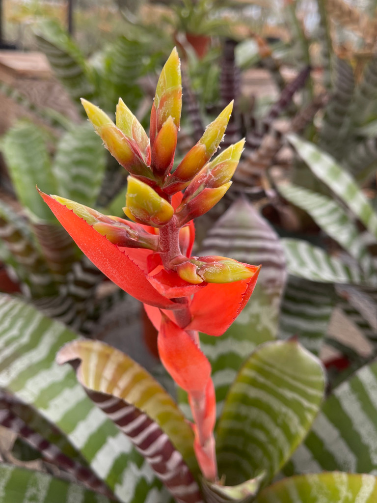 Aechmea chantinii 'Black' (Skotak)