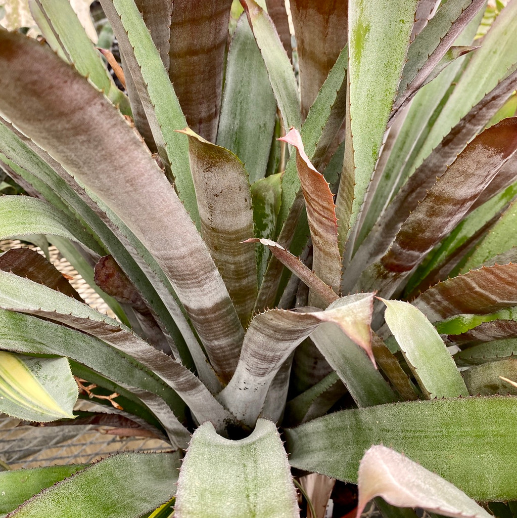 Aechmea chantinii forma amazonica