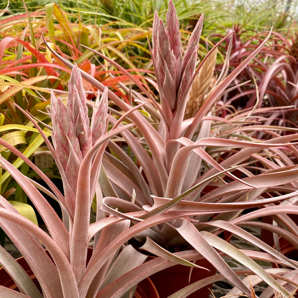 Tillandsia fasciculata (Jamaica) x capitata (red, Tropiflora)