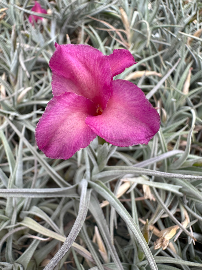 Tillandsia Mystic Trumpet (T. albertiana x xiphioides)