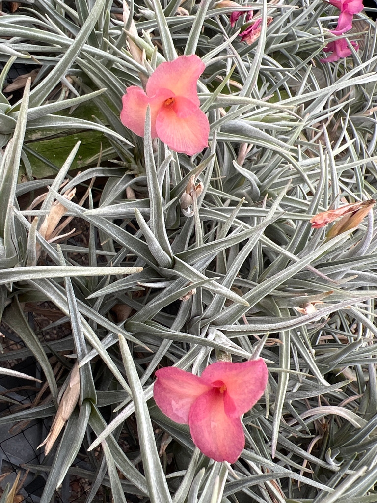 Tillandsia Mystic Trumpet (T. albertiana x xiphioides)