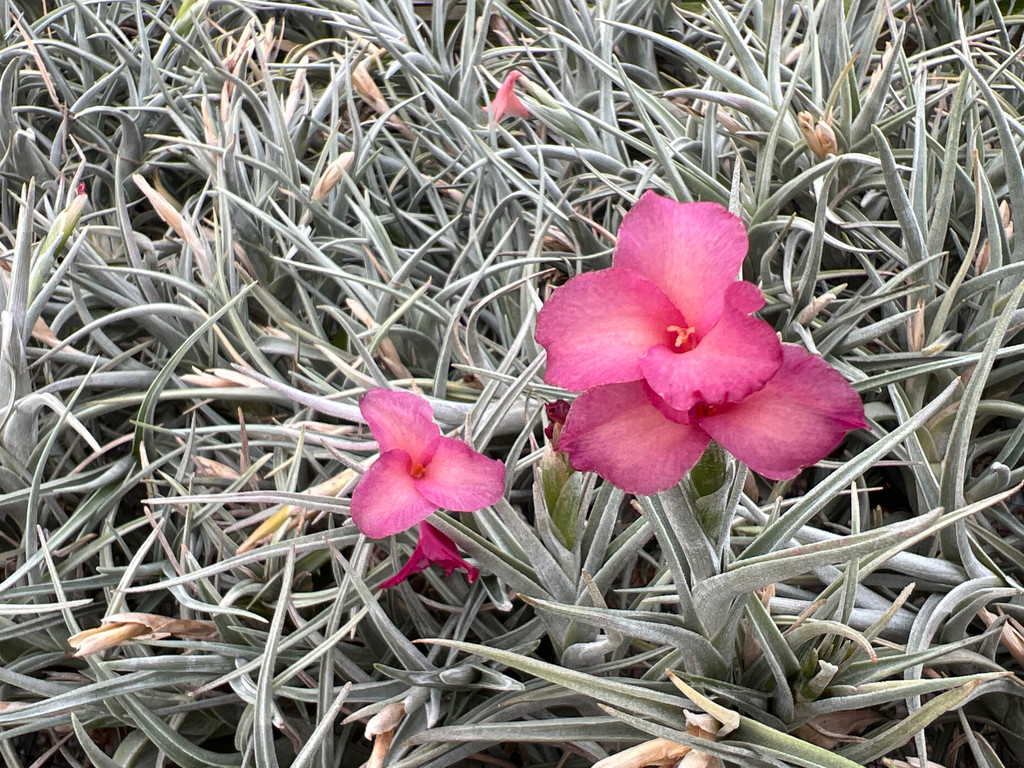 Tillandsia Mystic Trumpet (T. albertiana x xiphioides)