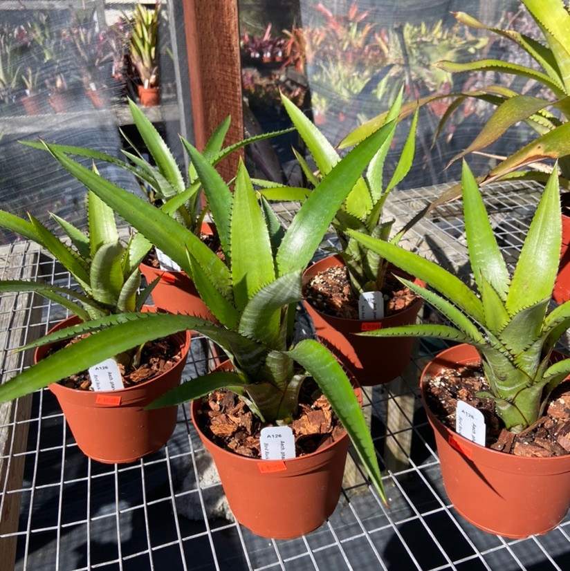 Aechmea phanerophlebia - Bird Rock Tropicals