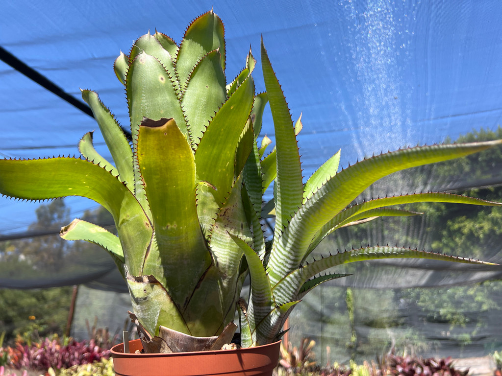 Aechmea phanerophlebia