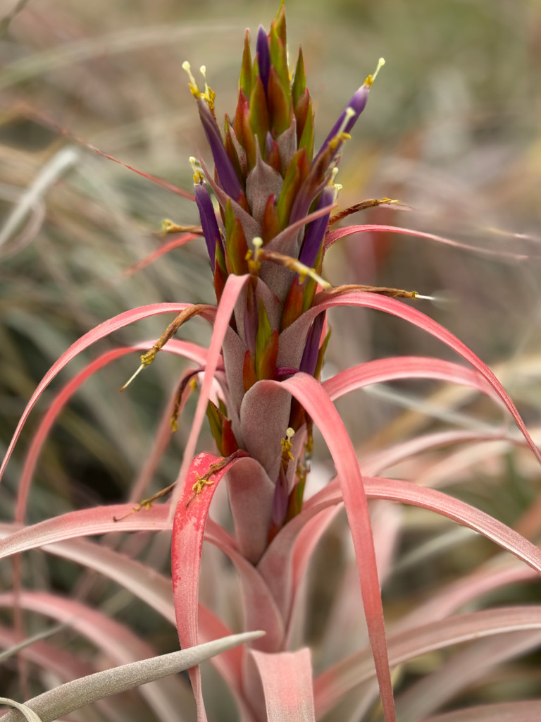 Tillandsia El Rancho