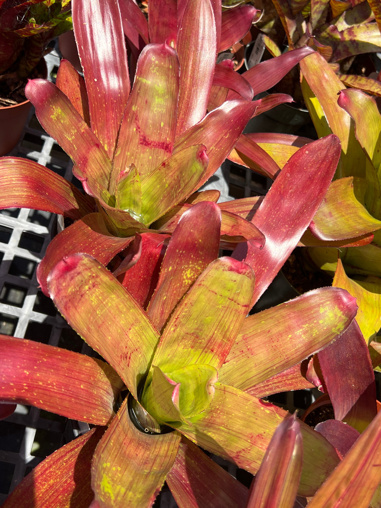 Neoregelia carolinae cv. rosea lineata x concentrica - Bird