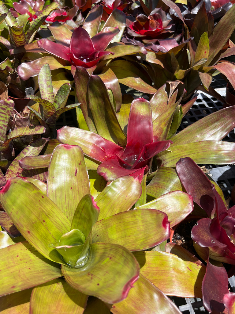 Neoregelia carolinae cv. rosea lineata x concentrica