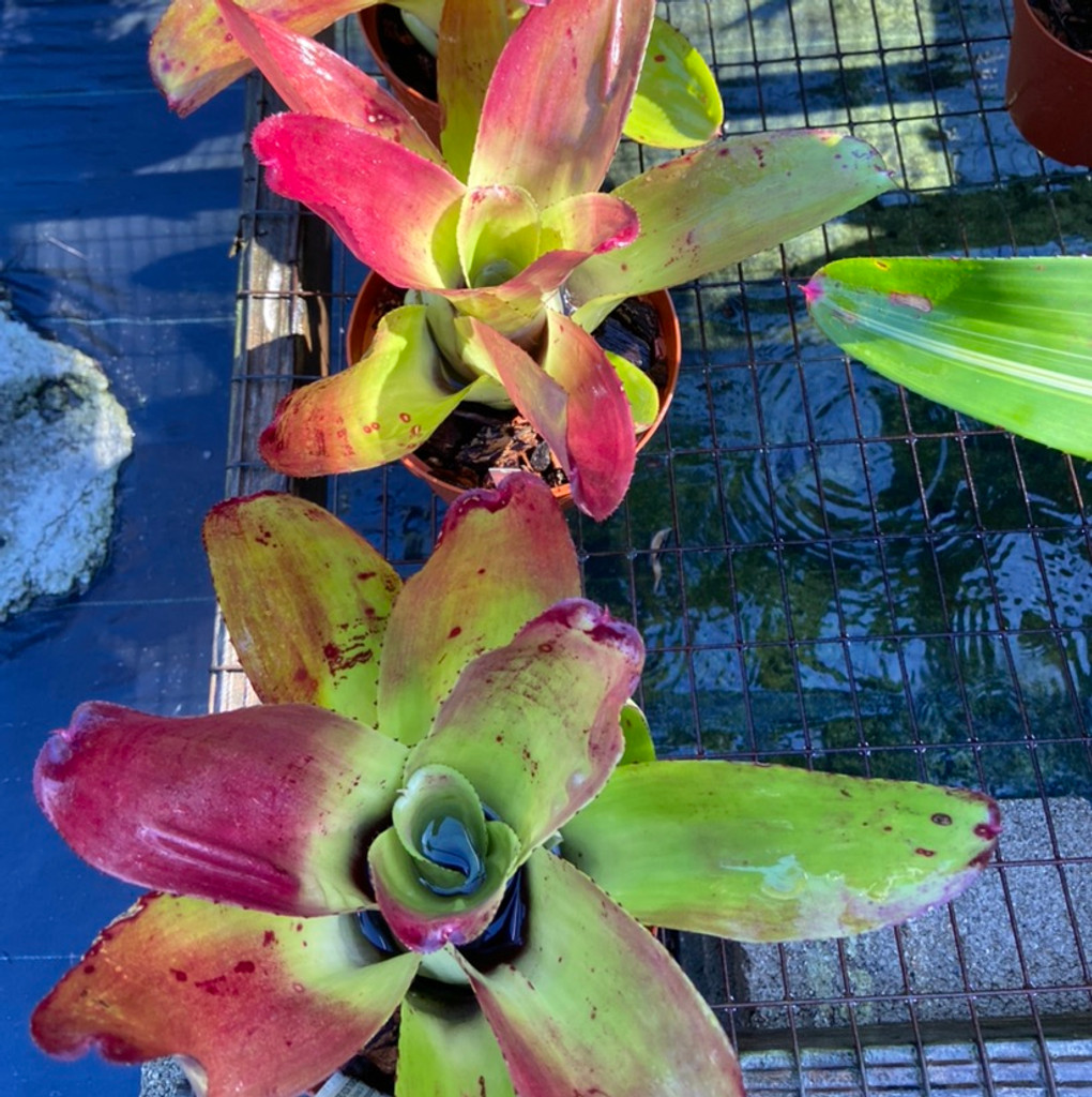 Neoregelia Aussie Dream cv. Lucky 7