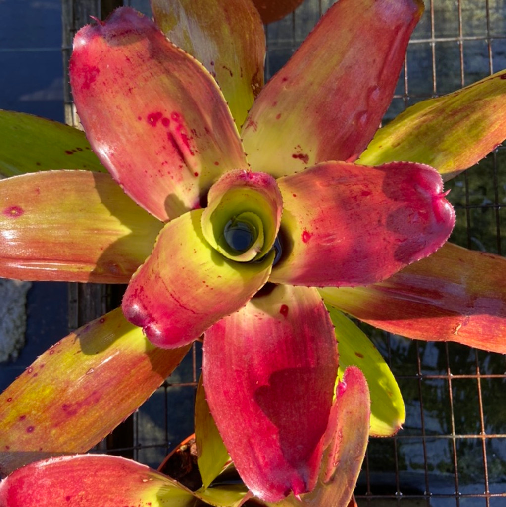 Neoregelia Aussie Dream cv. Lucky 7