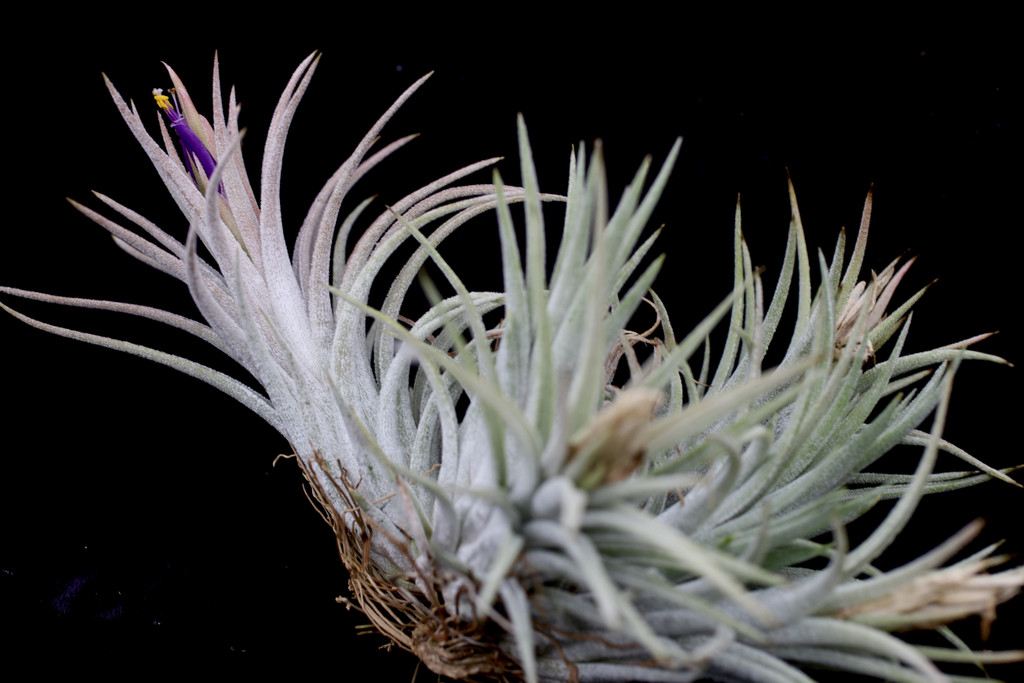 Tillandsia Night-Light (T. mitlaensis x chiapensis) - Bird