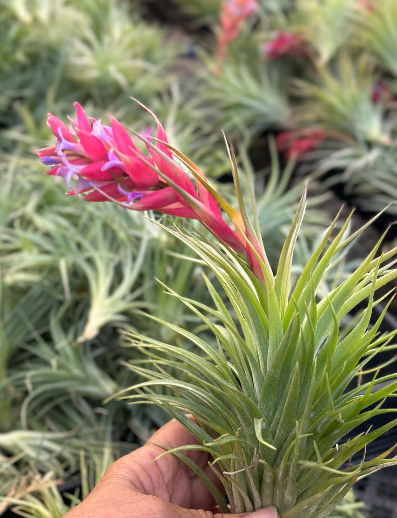 Tillandsia Bellissima (T. neglecta x sucrei) - Bird Rock Tropicals