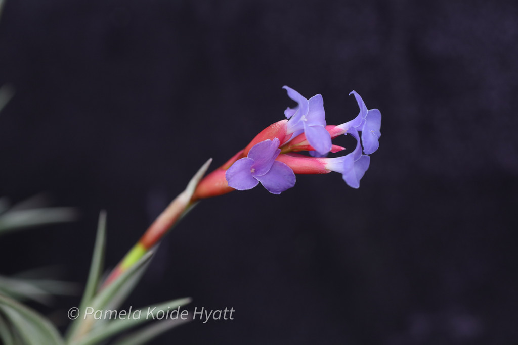 Tillandsia jonesii