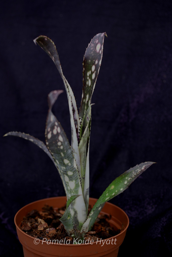 Billbergia Fireworks