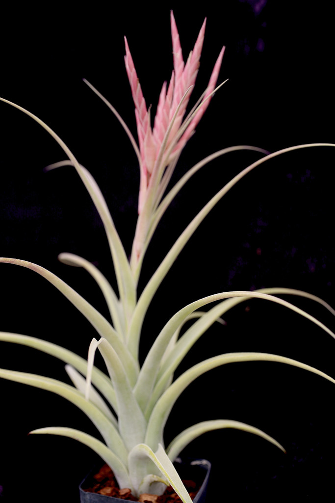 Tillandsia Thelma O'Reilly