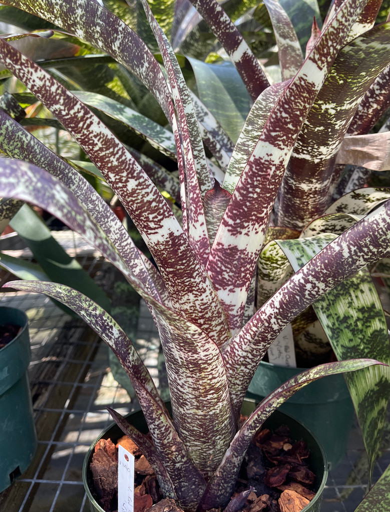 Vriesea Red Chestnut 'Vista' - Bird Rock Tropicals