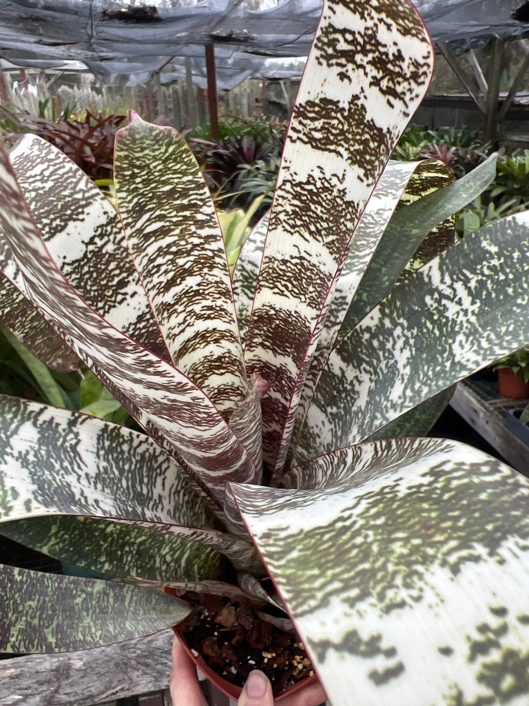 Vriesea Red Chestnut 'Vista' - Bird Rock Tropicals