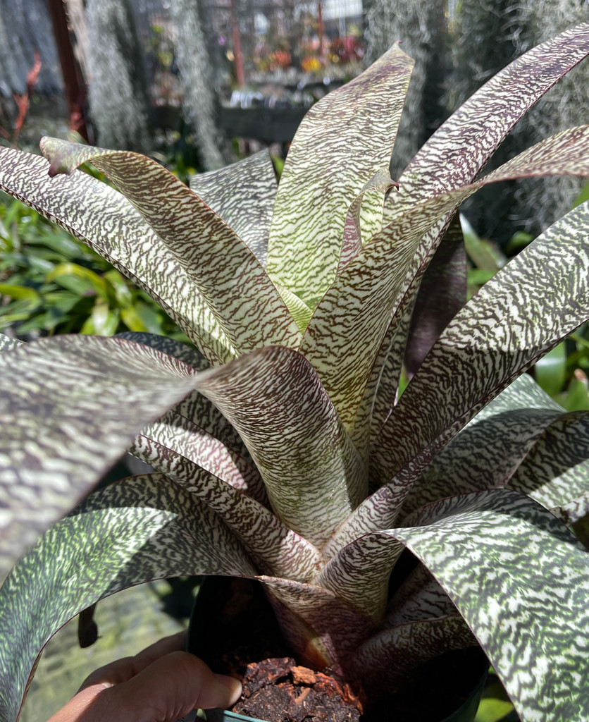 Vriesea fosteriana (Peru, 040) x fosteriana 'Red Chestnut'