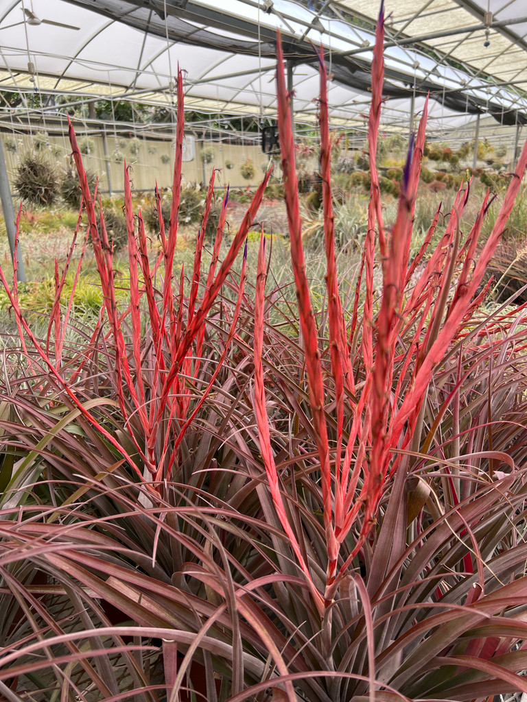 Tillandsia flabellata x subteres