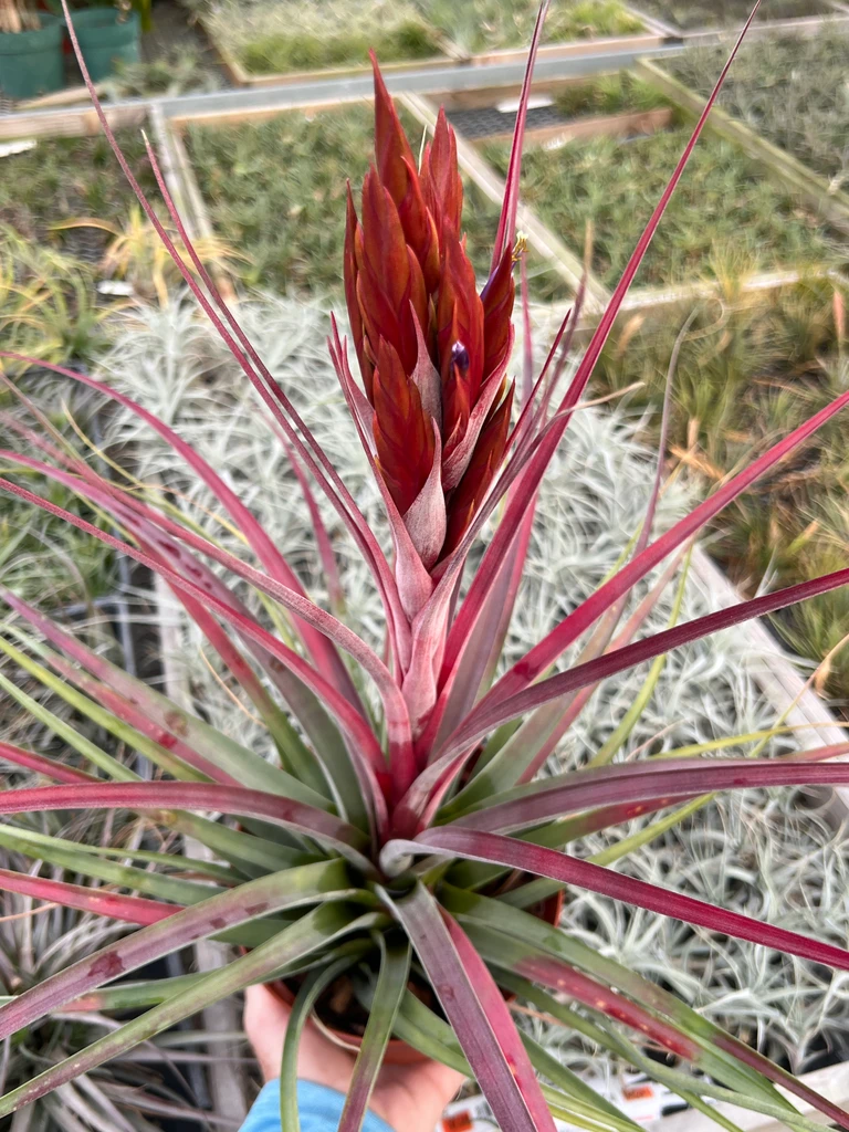 Tillandsia fasciculata 'Magnificent'