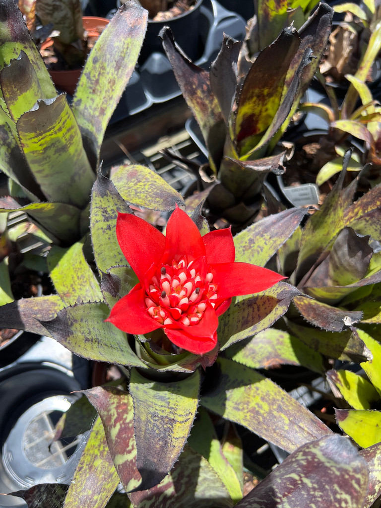 Canistrum triangulare X fosterianum - Bird Rock Tropicals
