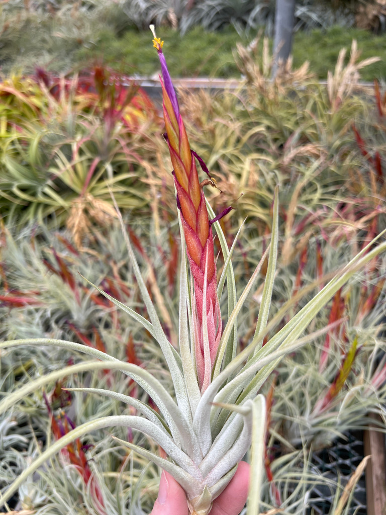 Tillandsia mitlaensis x concolor
