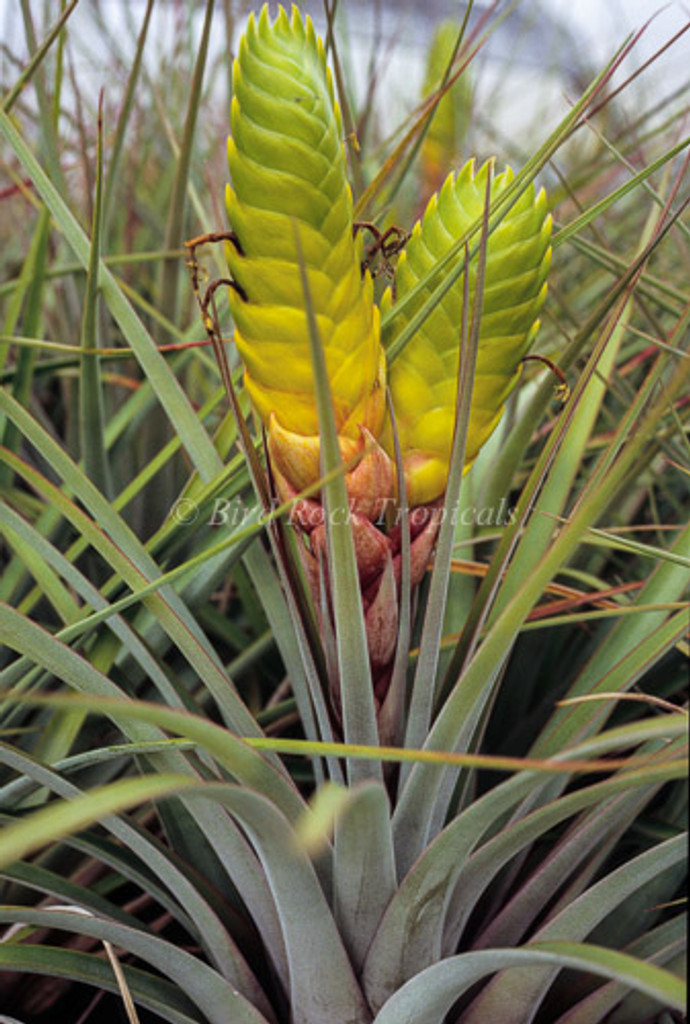 Tillandsia jalisco-monticola (3 branches)