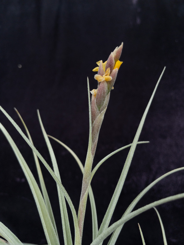 Tillandsia humilis x recuvifolia v. subsecundifolia