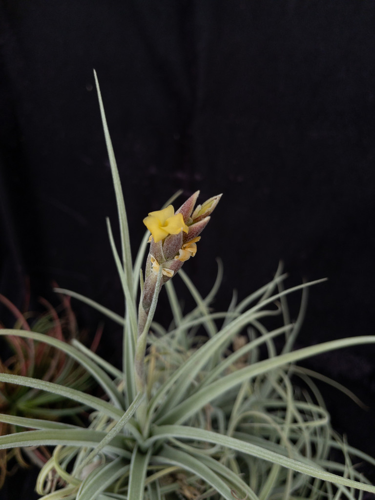 Tillandsia humilis x recuvifolia v. subsecundifolia