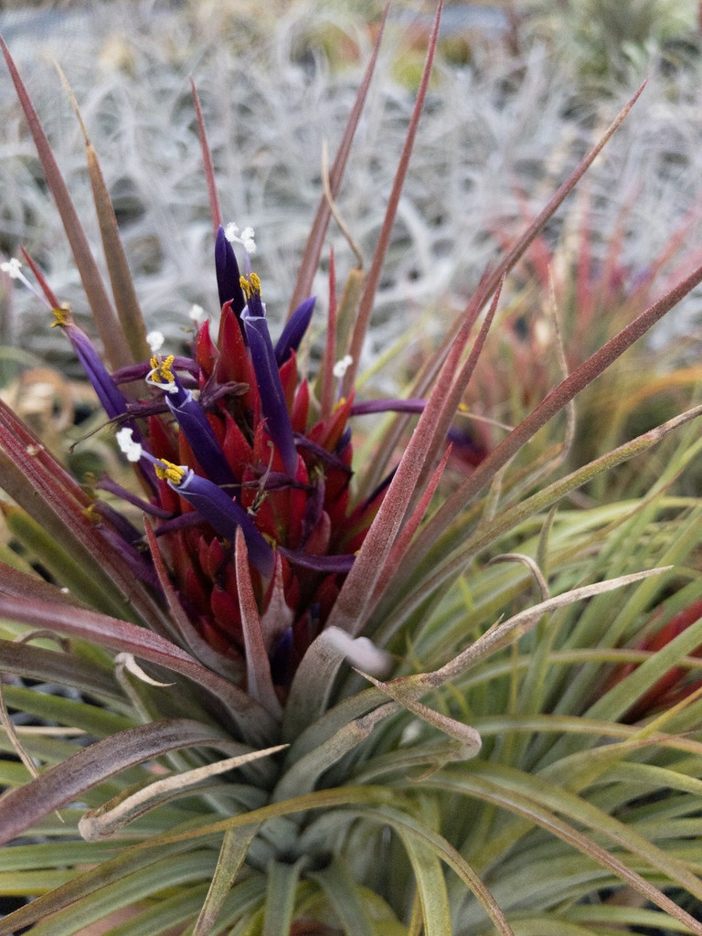 Tillandsia BRT nidus - (T. fasciculata x ionantha) - Koide Hybrid