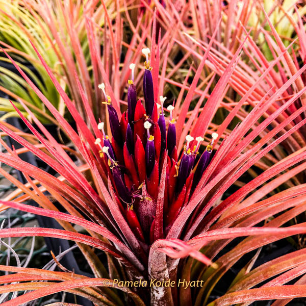Tillandsia BRT nidus - (T. fasciculata x ionantha) - Koide Hybrid