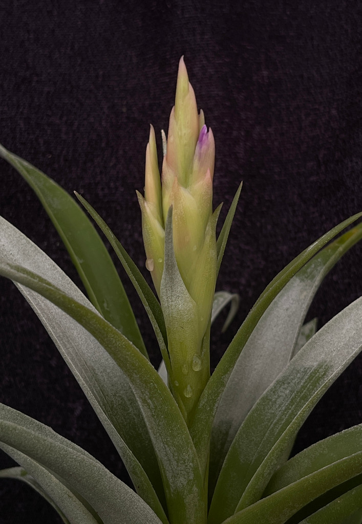 Tillandsia huarazensis