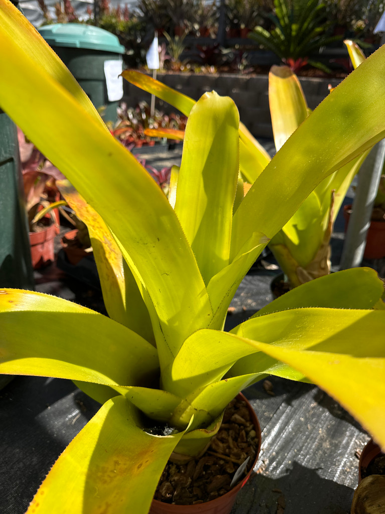 Aechmea blanchetiana (yellow)