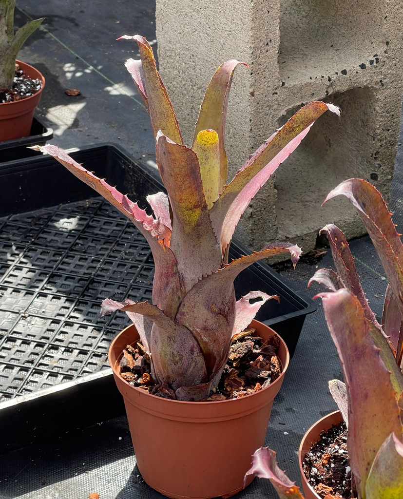Hohenbergia sp. - Bird Rock Tropicals