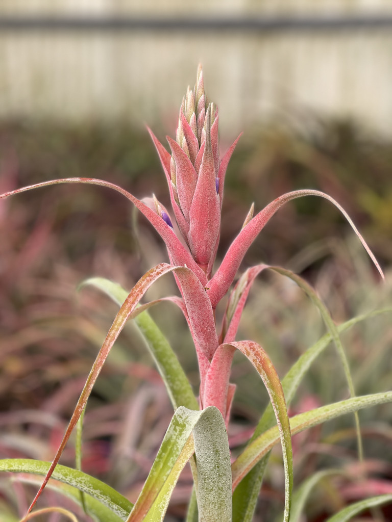 Tillandsia Katie Styer