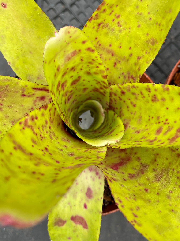 Neoregelia Willy Wooly