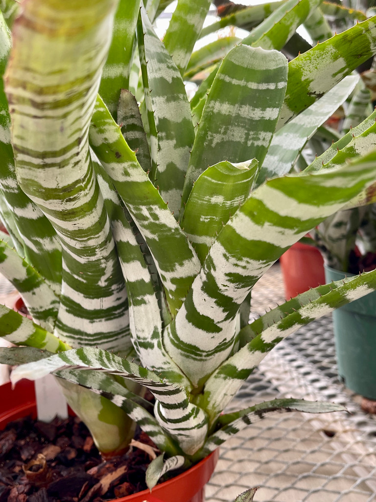 Aechmea chantinii