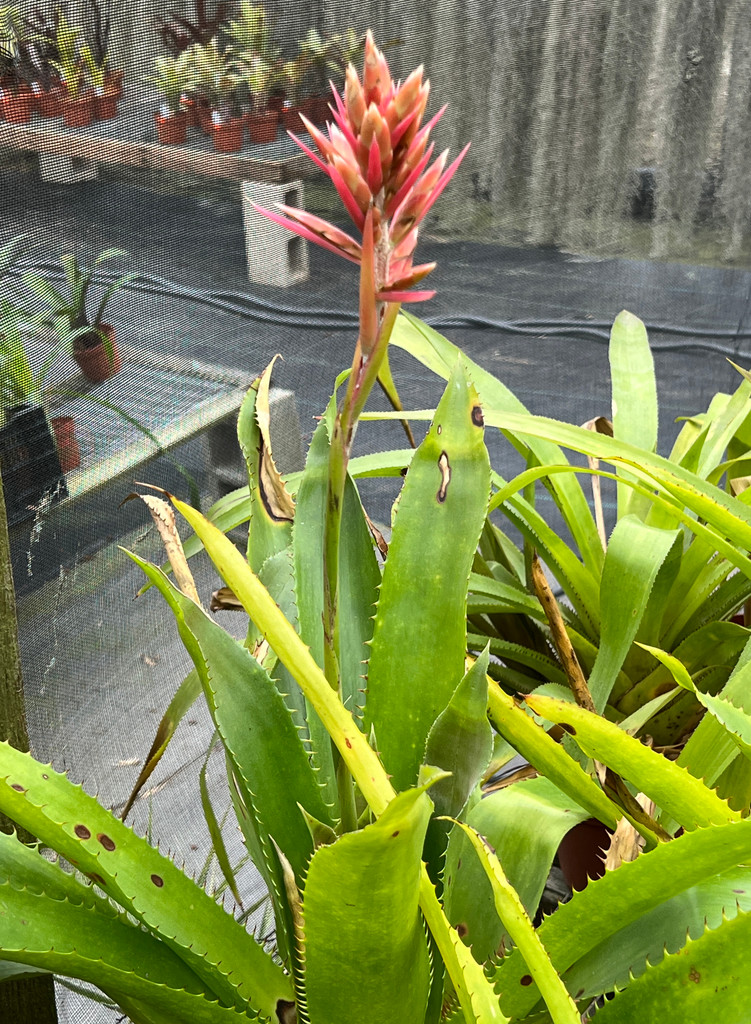 Aechmea tillandsioides