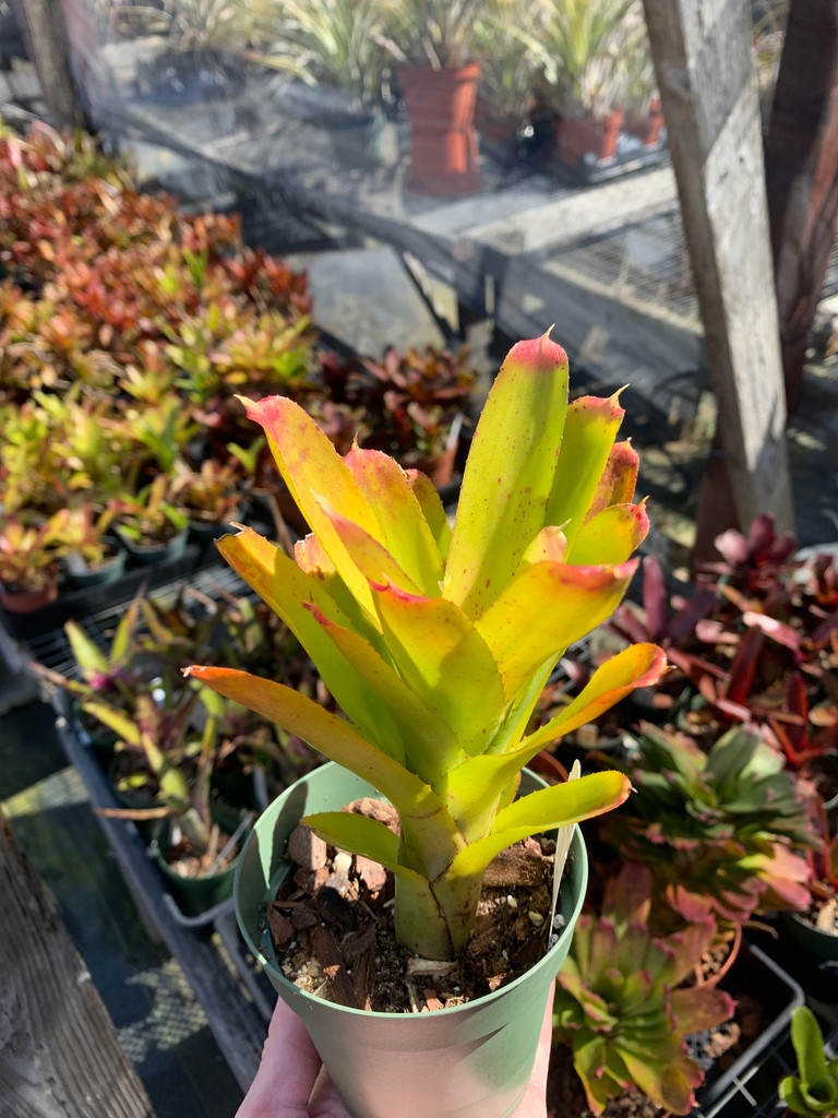 Neoregelia Pepper x lilliputiana