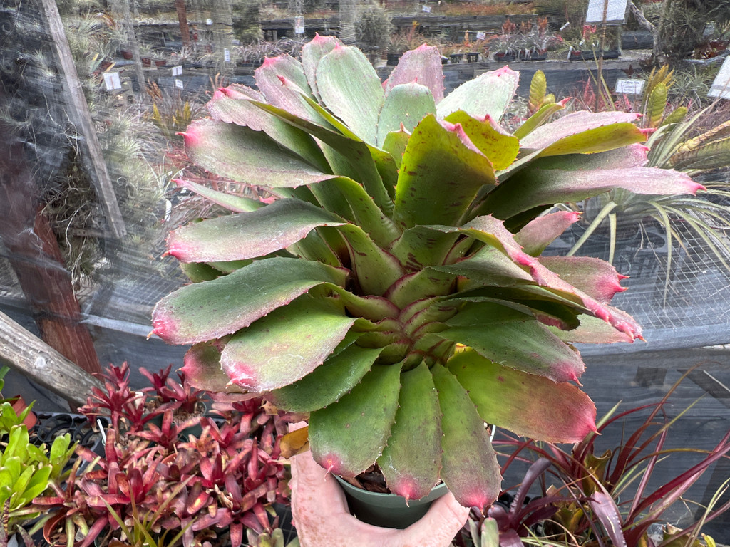 Neoregelia Pepper x lilliputiana