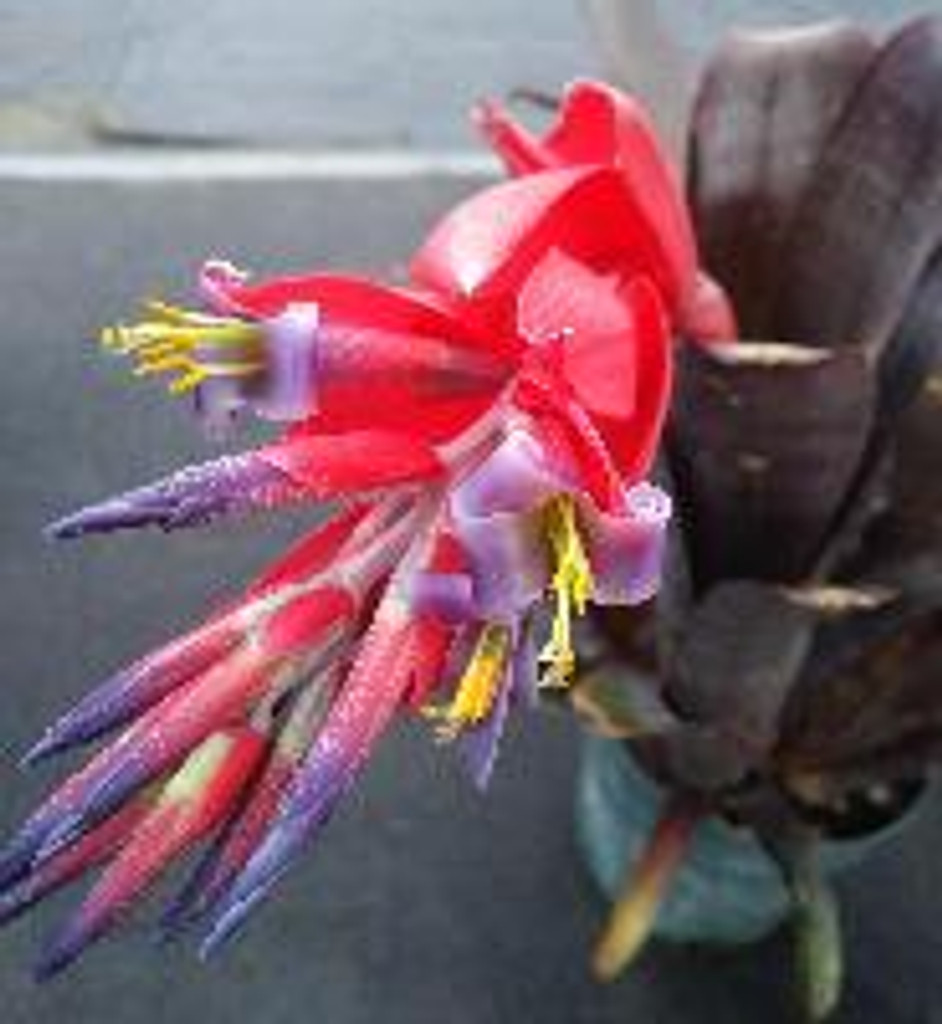 Billbergia Eleanor Rigby