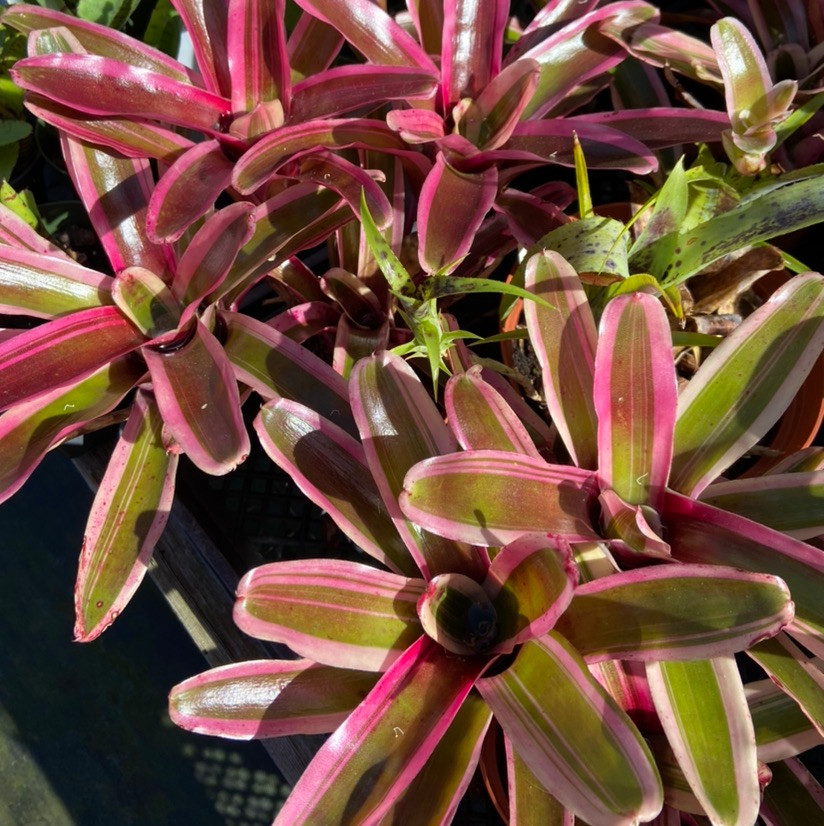 Neoregelia carolinae x Fireball - Bird Rock Tropicals
