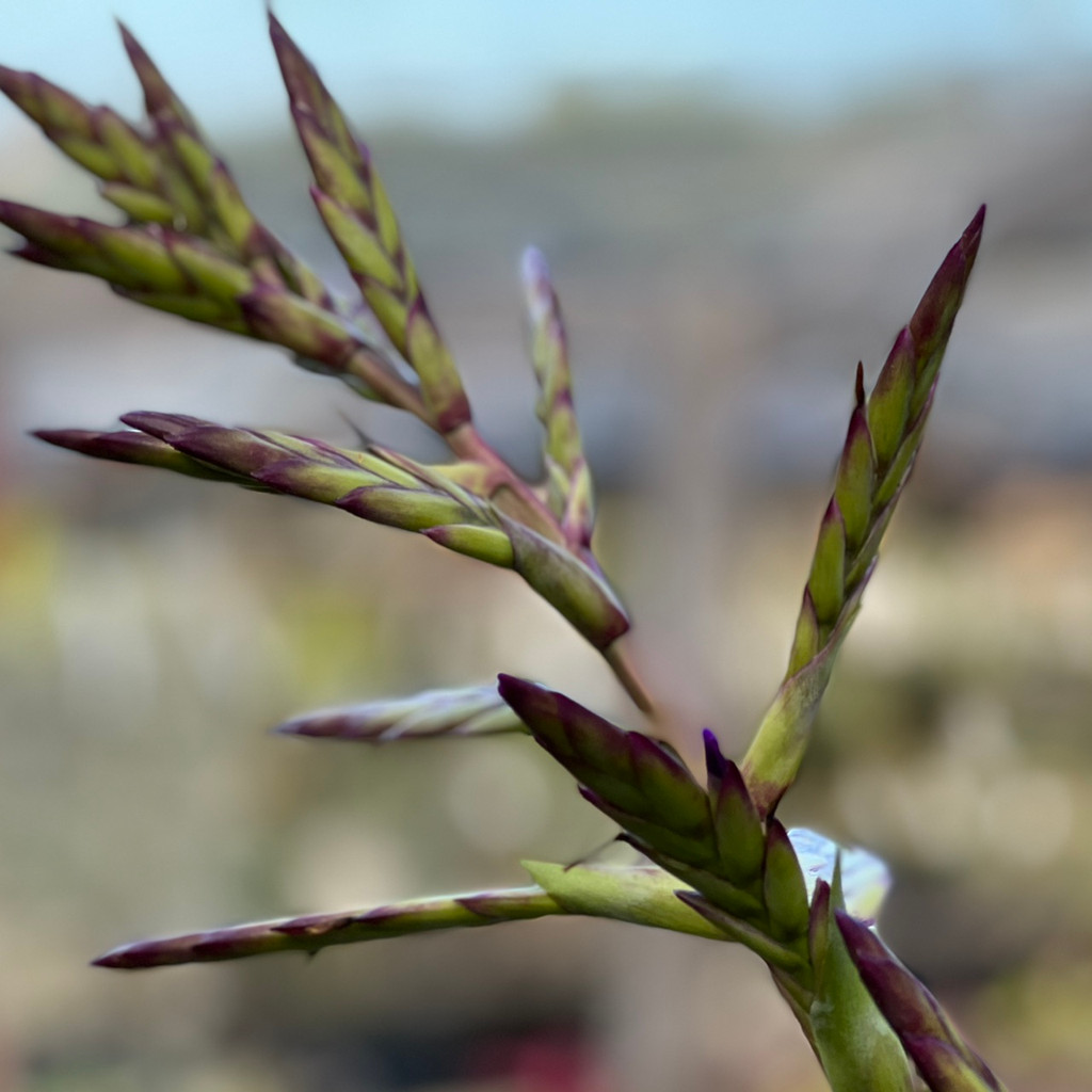 Tillandsia sagasteguii