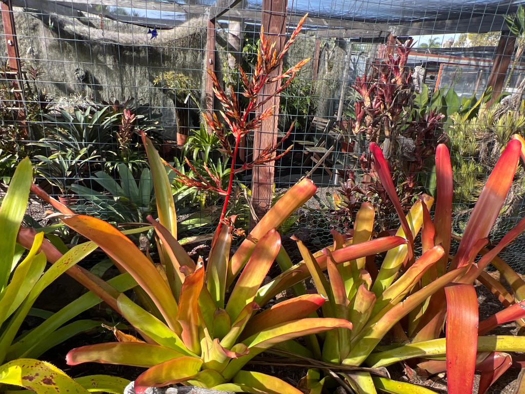 Aechmea blanchetiana Wally Berg F2