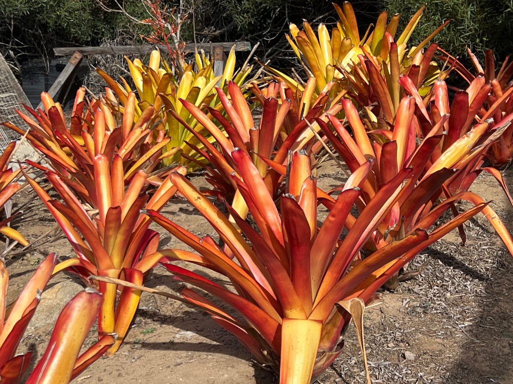 Aechmea blanchetiana Wally Berg F2