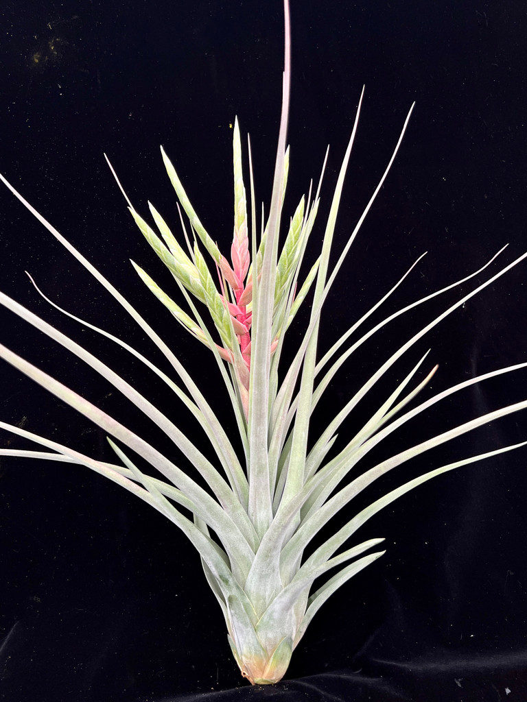 Tillandsia streptophylla x fasciculata - Bird Rock Tropicals