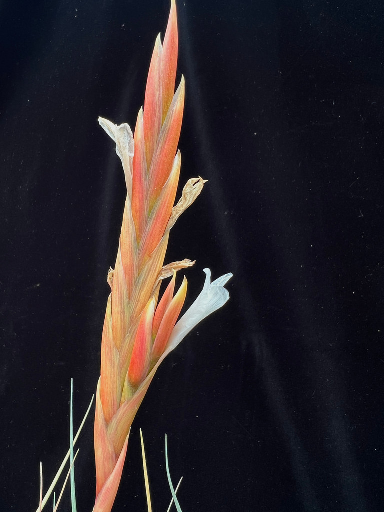 Tillandsia xiphioides x flabellata