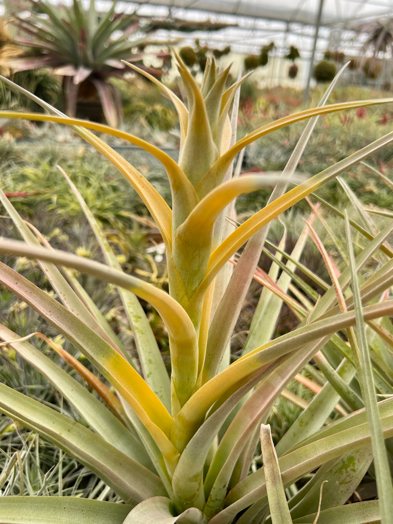 Tillandsia capitata 'Yellow'