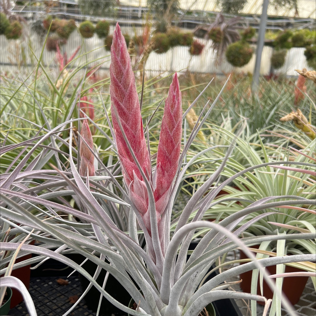 Tillandsia Navina