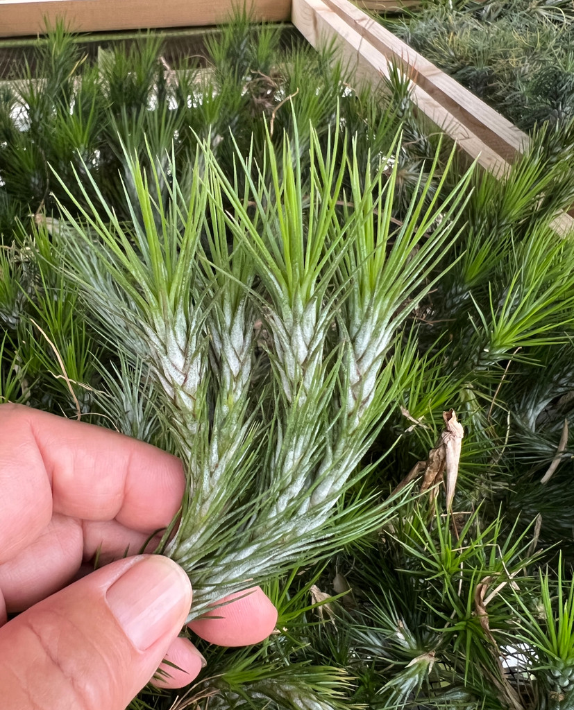 Tillandsia funckiana 'Uptight'